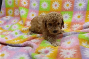 Watson - Poodle, Miniature for sale