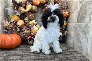Franny - Miniature Poodle for sale