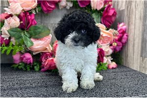 Friska - Poodle, Miniature for sale