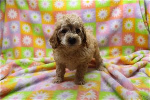Watson - Poodle, Miniature for sale