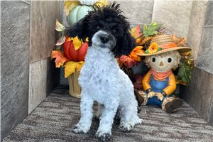 Friska - Miniature Poodle for sale