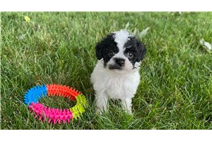 Franny - Poodle, Miniature for sale