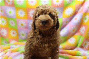 Walter - Poodle, Miniature for sale