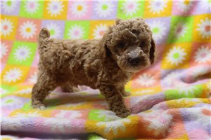 Wisteria - Poodle, Miniature for sale