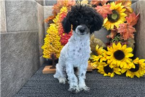 Friska - Miniature Poodle for sale