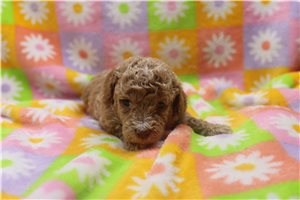 Wisteria - Poodle, Miniature for sale