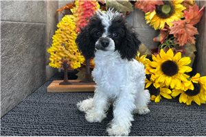 Franny - Miniature Poodle for sale