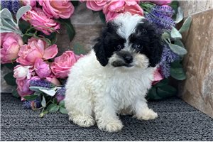 Franny - Poodle, Miniature for sale