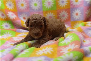 Wesley - puppy for sale