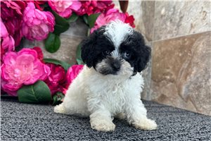 Franny - Poodle, Miniature for sale