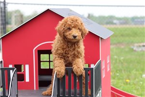 Walter - Miniature Poodle for sale
