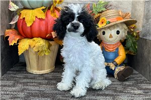 Franny - Miniature Poodle for sale