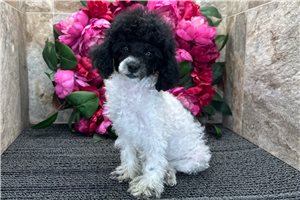 Friska - Poodle, Miniature for sale