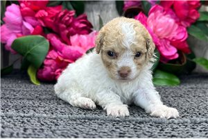 Fancy - Poodle, Miniature for sale