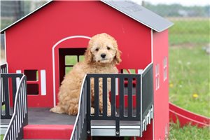 Watson - Poodle, Miniature for sale