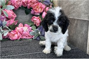 Franny - Poodle, Miniature for sale
