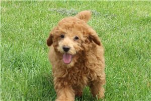 Walter - Poodle, Miniature for sale
