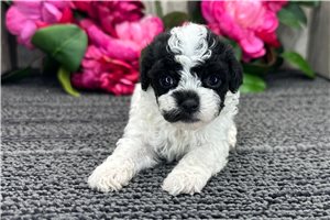 Franny - puppy for sale