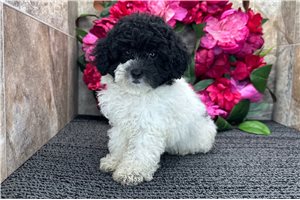 Friska - Poodle, Miniature for sale