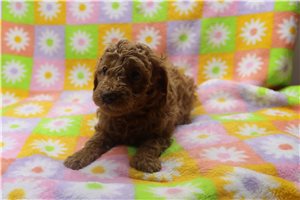 Walter - Poodle, Miniature for sale