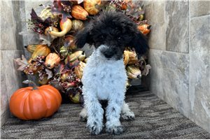 Friska - Miniature Poodle for sale
