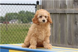 Watson - puppy for sale