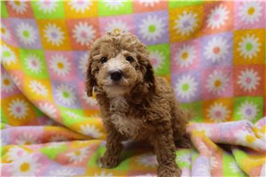 Wisteria - Poodle, Miniature for sale