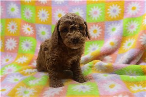 Wesley - Poodle, Miniature for sale