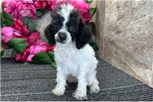 Franny - Poodle, Miniature for sale
