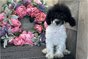 Friska - Poodle, Miniature for sale