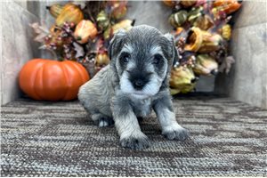 Gabriella - puppy for sale