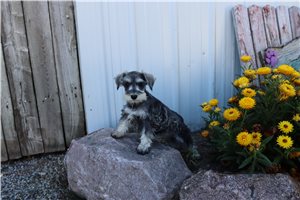 Serenity - puppy for sale