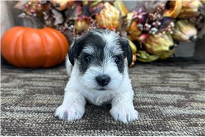 Gwen - puppy for sale