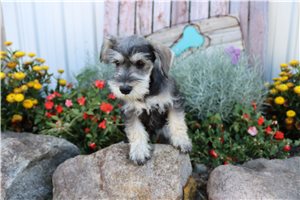 Scamp - puppy for sale