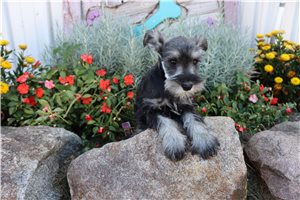 Scout - puppy for sale