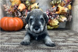 Gypsy - puppy for sale