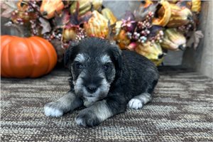 Georgie - puppy for sale