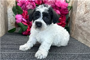 Evan - Schnoodle for sale