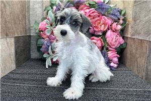 Esmeralda - Schnoodle for sale