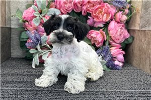 Eric - Schnoodle for sale
