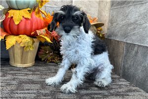 Elena - Schnoodle for sale
