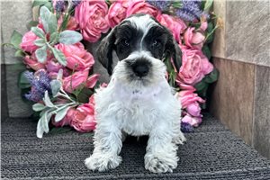 Evan - Schnoodle for sale