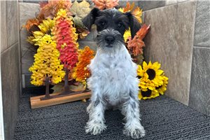 Evelyn - puppy for sale