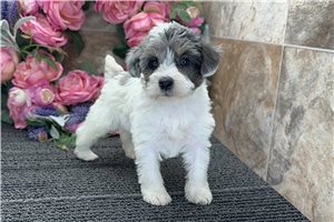 Esmeralda - Schnoodle for sale