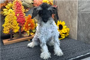 Elena - puppy for sale