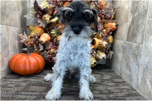 Elena - Schnoodle for sale