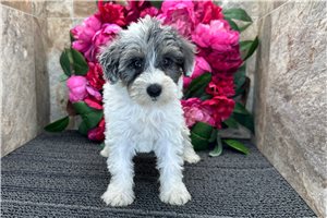 Esmeralda - Schnoodle for sale