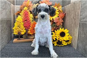 Emily - puppy for sale