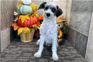Emily - Schnoodle for sale