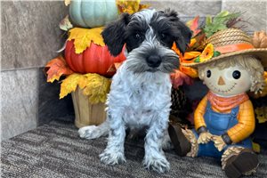 Eric - Schnoodle for sale